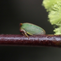 Sextius virescens at Acton, ACT - 25 Sep 2022