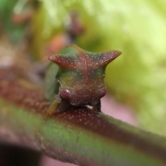 Sextius virescens at Acton, ACT - 25 Sep 2022