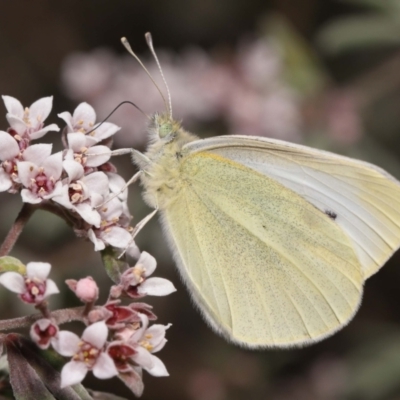 Pieris rapae (Cabbage White) at Acton, ACT - 25 Sep 2022 by TimL