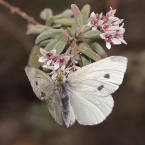 Pieris rapae at Acton, ACT - 25 Sep 2022 11:13 AM