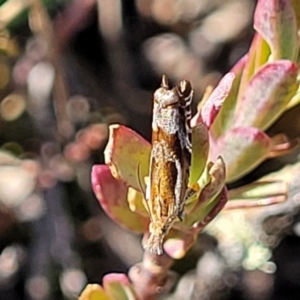 Ancylis himerodana at Top Hut TSR - 25 Sep 2022