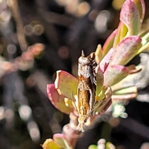 Ancylis himerodana at Top Hut TSR - 25 Sep 2022