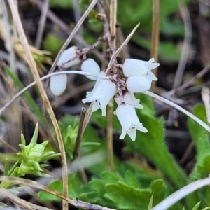 Cryptandra amara at Dry Plain, NSW - 25 Sep 2022