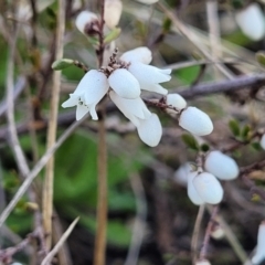 Cryptandra amara at Dry Plain, NSW - 25 Sep 2022