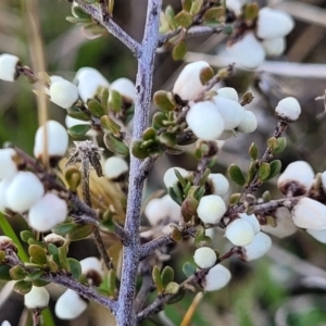 Cryptandra amara at Dry Plain, NSW - 25 Sep 2022