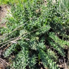 Carduus nutans (Nodding Thistle) at Dry Plain, NSW - 25 Sep 2022 by trevorpreston