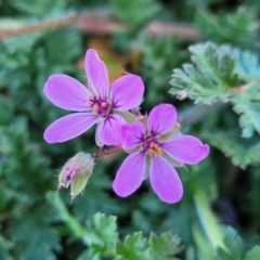 Erodium cicutarium (Common Storksbill, Common Crowfoot) at Dry Plain, NSW - 25 Sep 2022 by trevorpreston