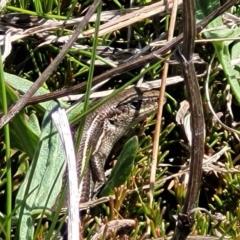 Acritoscincus duperreyi (Eastern Three-lined Skink) at Dry Plain, NSW - 25 Sep 2022 by trevorpreston