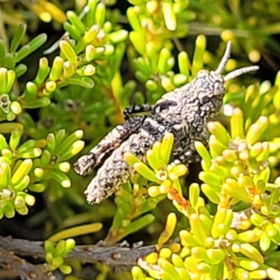 Acrididae sp. (family) (Unidentified Grasshopper) at Dry Plain, NSW - 25 Sep 2022 by trevorpreston