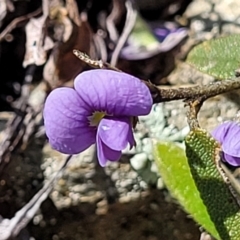 Hovea heterophylla (Common Hovea) at Dry Plain, NSW - 25 Sep 2022 by trevorpreston