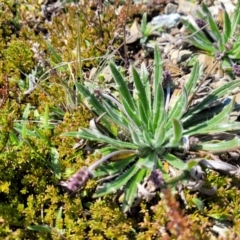 Plantago hispida (Hairy Plantain) at Dry Plain, NSW - 25 Sep 2022 by trevorpreston