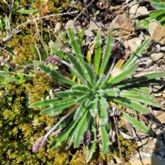 Plantago hispida at Dry Plain, NSW - 25 Sep 2022 11:21 AM