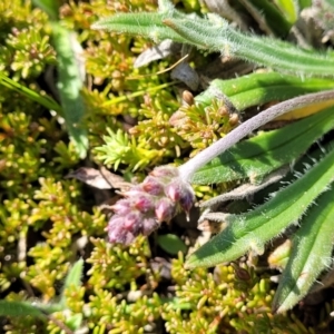 Plantago hispida at Dry Plain, NSW - 25 Sep 2022 11:21 AM