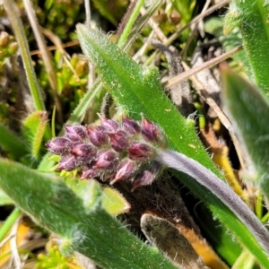 Plantago hispida at Dry Plain, NSW - 25 Sep 2022 11:21 AM