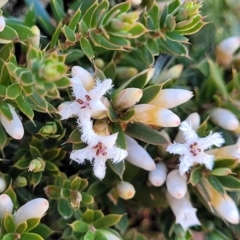 Leucopogon fraseri (Sharp Beard-heath) at Dry Plain, NSW - 25 Sep 2022 by trevorpreston