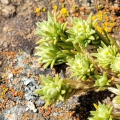 Scleranthus diander (Many-flowered Knawel) at Dry Plain, NSW - 25 Sep 2022 by trevorpreston