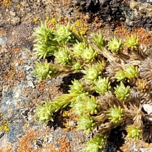 Scleranthus diander at Dry Plain, NSW - 25 Sep 2022