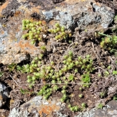 Scleranthus diander at Dry Plain, NSW - 25 Sep 2022