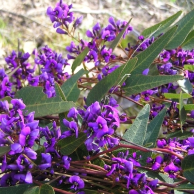 Hardenbergia violacea (False Sarsaparilla) at Mount Taylor - 25 Sep 2022 by MatthewFrawley