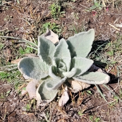 Verbascum thapsus subsp. thapsus (Great Mullein, Aaron's Rod) at Dry Plain, NSW - 25 Sep 2022 by trevorpreston