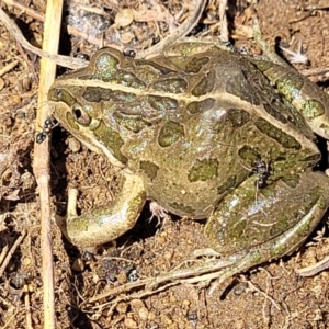 Limnodynastes tasmaniensis at Dry Plain, NSW - 25 Sep 2022 11:07 AM