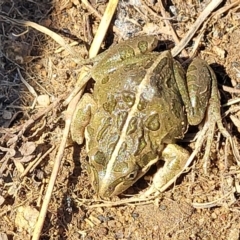 Limnodynastes tasmaniensis at Dry Plain, NSW - 25 Sep 2022 11:07 AM