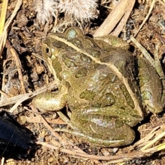 Limnodynastes tasmaniensis at Dry Plain, NSW - 25 Sep 2022 11:07 AM