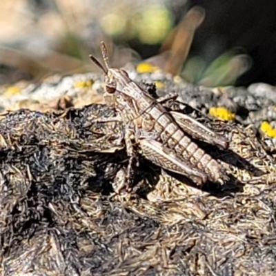 Perala viridis (Spring buzzer) at Dry Plain, NSW - 25 Sep 2022 by trevorpreston