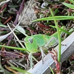 Perala viridis at Dry Plain, NSW - 25 Sep 2022 11:04 AM