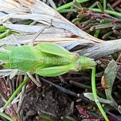 Perala viridis at Dry Plain, NSW - 25 Sep 2022 11:04 AM