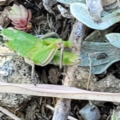 Perala viridis at Dry Plain, NSW - 25 Sep 2022 11:04 AM