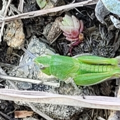 Perala viridis at Dry Plain, NSW - 25 Sep 2022 11:04 AM