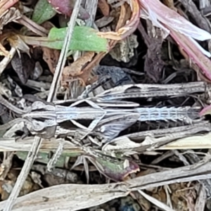 Perala viridis at Dry Plain, NSW - 25 Sep 2022