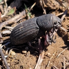 Amycterus abnormis (Ground weevil) at Dry Plain, NSW - 25 Sep 2022 by trevorpreston