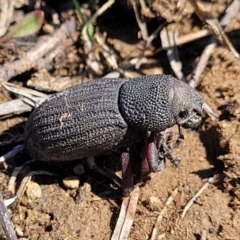 Amycterus abnormis at Dry Plain, NSW - 25 Sep 2022