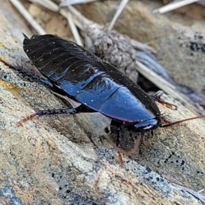 Platyzosteria sp. (genus) at Dry Plain, NSW - 25 Sep 2022 10:14 AM