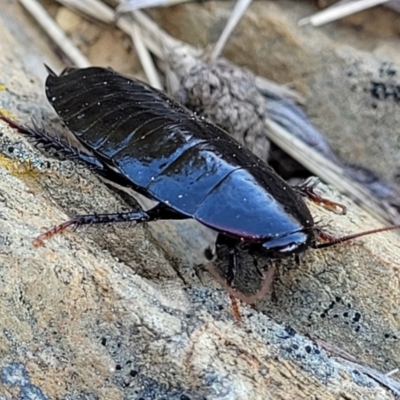 Platyzosteria sp. (genus) (Litter runner cockroach) at Dry Plain, NSW - 25 Sep 2022 by trevorpreston