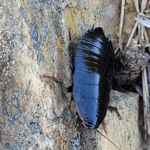 Platyzosteria sp. (genus) at Dry Plain, NSW - 25 Sep 2022 10:14 AM