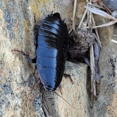 Platyzosteria sp. (genus) at Dry Plain, NSW - 25 Sep 2022