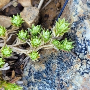 Scleranthus diander at Dry Plain, NSW - 25 Sep 2022 10:13 AM