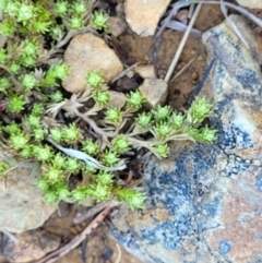 Scleranthus diander at Dry Plain, NSW - 25 Sep 2022 10:13 AM