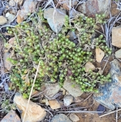 Scleranthus diander at Dry Plain, NSW - 25 Sep 2022 10:13 AM