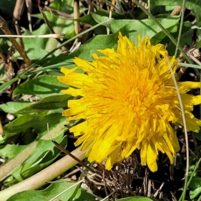 Taraxacum sect. Taraxacum (Dandelion) at Dry Plain, NSW - 25 Sep 2022 by trevorpreston