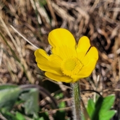 Ranunculus lappaceus (Australian Buttercup) at Dry Plain, NSW - 25 Sep 2022 by trevorpreston