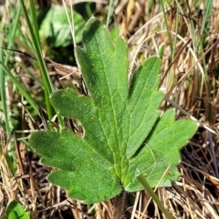 Ranunculus lappaceus at Dry Plain, NSW - 25 Sep 2022