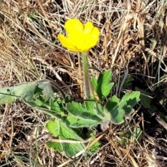 Ranunculus lappaceus at Dry Plain, NSW - 25 Sep 2022