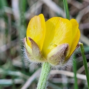 Ranunculus lappaceus at Dry Plain, NSW - 25 Sep 2022