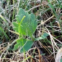 Ranunculus lappaceus at Dry Plain, NSW - 25 Sep 2022 10:03 AM