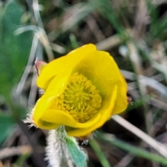 Ranunculus lappaceus at Dry Plain, NSW - 25 Sep 2022