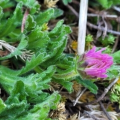 Calotis glandulosa at Dry Plain, NSW - 25 Sep 2022